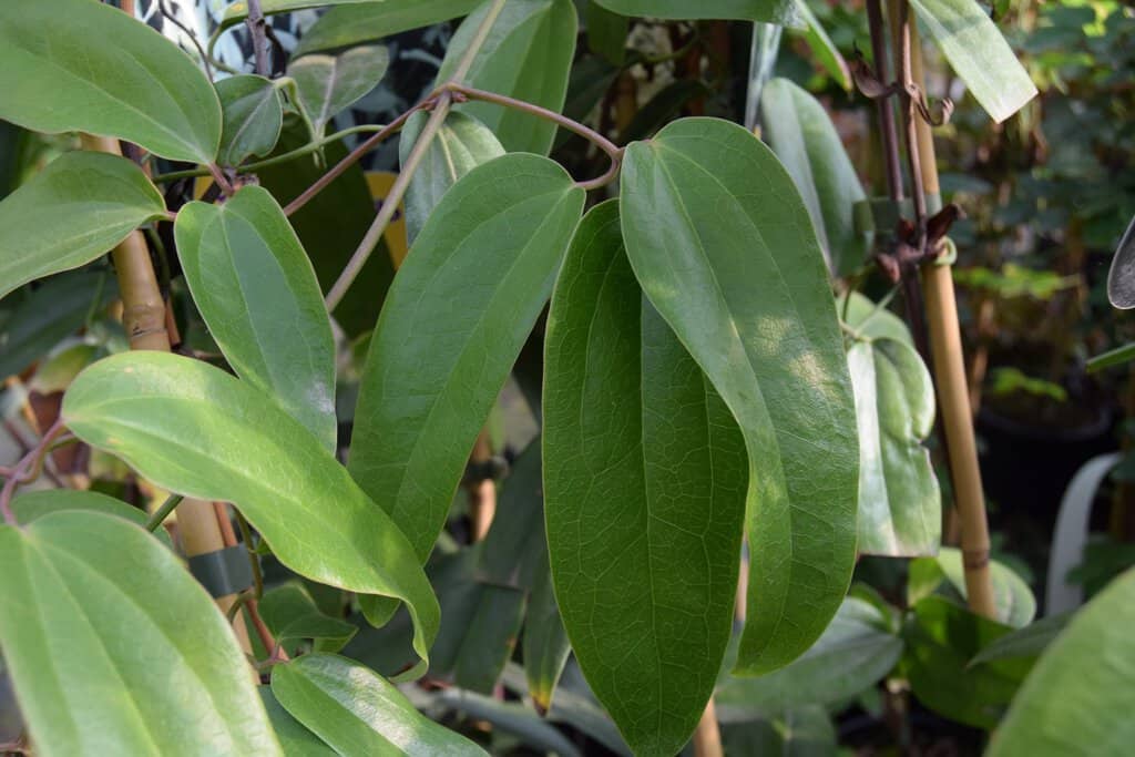 Clematis armandii 100-125 cm